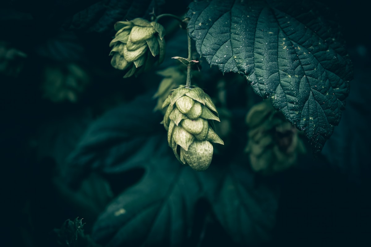 Mediterranean Herbs